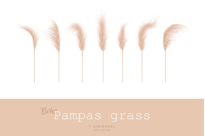 PAMPAS GRASS vector set