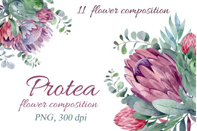 Protea. Watercolor set of 11 floral compositions PNG.