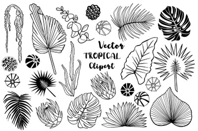 Vector tropical leaves clipart