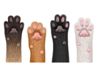 Paws realistic. Cats domestic funny animals fluffy foot with claw dece