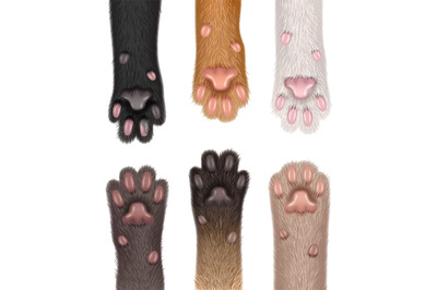 Paw cats. Collection of realistic domestic animals fluffy body parts f