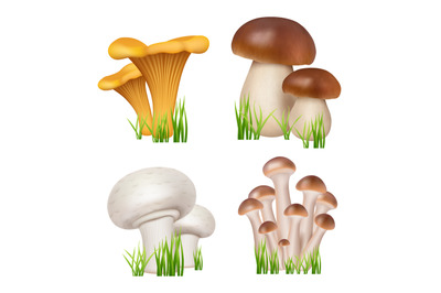 Mushrooms realistic. Healthy natural products champignons golden chant