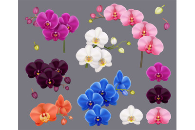 Orchid collection. Purple pink white exotic botanical flowers tropical