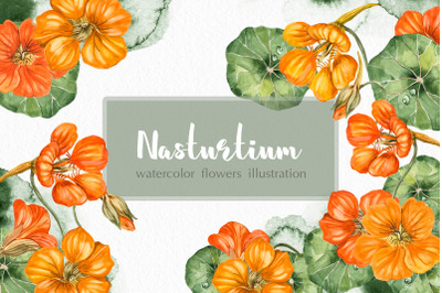 Watercolor garden flowers nasturtium