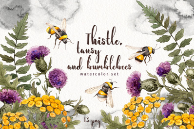 Thistle tansy bumblebees watercolor. Summer flowers