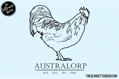 Australorp Chicken Vector