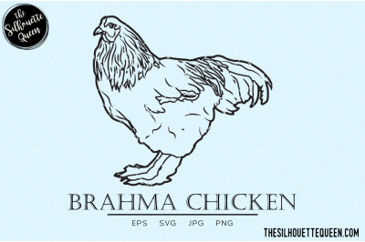 Brahma Chicken Vector