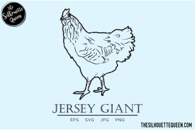 Jersey Giant Chicken Vector