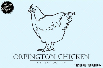 Orpington Chicken Vector