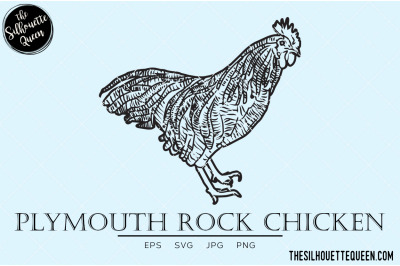 Plymouth Rock Chicken  Vector