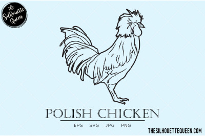 Polish Chicken Vector