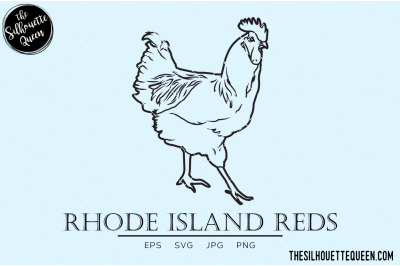 Rhode Island Reds Chicken Vector