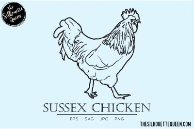 Sussex Chicken Vector