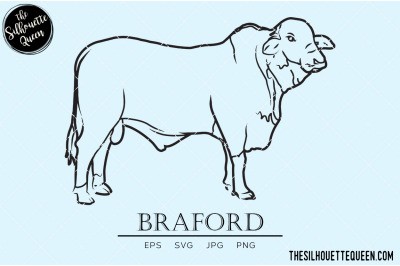 Braford Vector