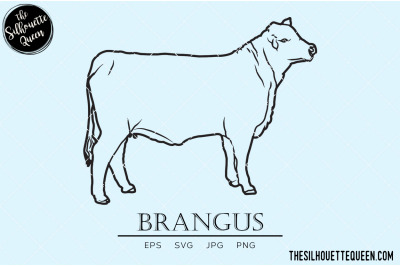 Brangus Vector