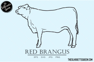 Red Brangus Vector