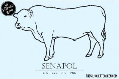 Senapol Vector