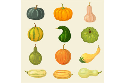 Squash. Vegetable organic plants autumn eating pumpkin tasty healthy f