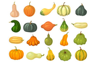 Squash collections. Organic natural healthy food autumn vegetables pum