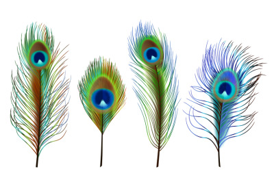 Peacock feathers. Exotic tropical birds beautiful colored feathers dec