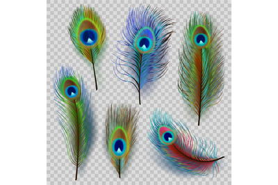 Exotic feathers. Beautiful realistic peacock colored birds decent vect