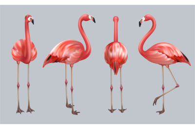 Realistic flamingo. Exotic tropical birds pink color animate poses wil