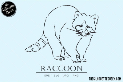 Raccoon Vector