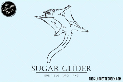 Sugar Glider Vector