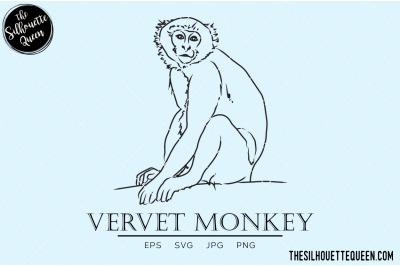 Vervet Monkey Vector