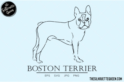 Boston Terrier Sketch