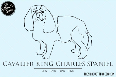 Cavalier King Charles Spaniel Sketch