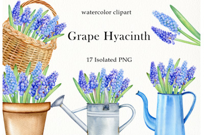Watercolor grape hyacinth clipart set. Hand painted spring flowers PNG