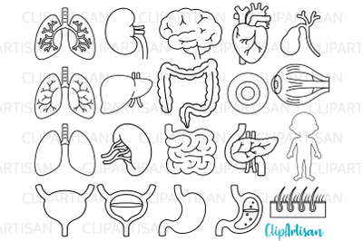 Human Body Organs Clipart Digital Stamps