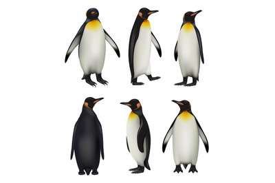 Penguins. Antarctica wildlife king penguins in realistic style cold en