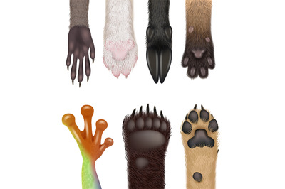 Animals paw. Realistic wild animals body parts dog frog cat bears raco