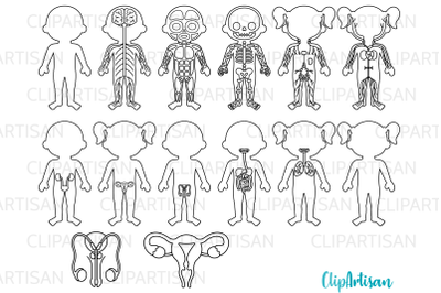 Human Body Systems Clipart Digital Stamps