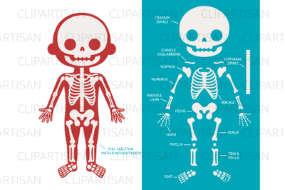 Human Skeleton Parts Clipart