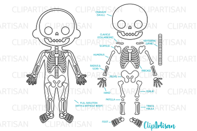 Human Skeleton Clipart Digital Stamps