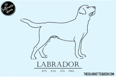 Labrador Sketch