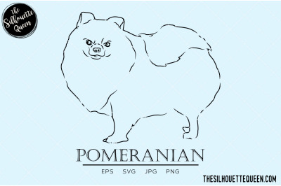 Pomeranian Sketch