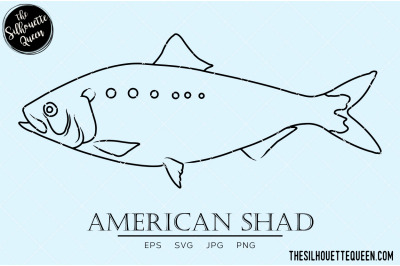 American Shad Hand sketched, hand drawn vector clipart