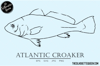 Atlantic Croaker Hand sketched, hand drawn vector clipart