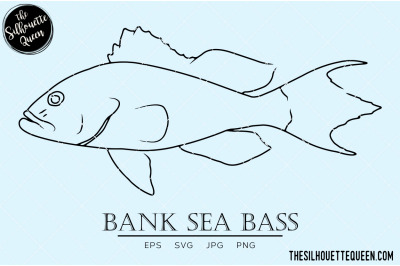 Bank Sea Bass Hand sketched, hand drawn vector clipart