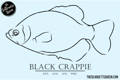 Black Crappie Hand sketched&2C; hand drawn vector clipart