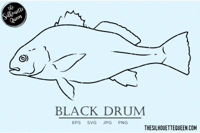 Black Drum Hand sketched, hand drawn vector clipart