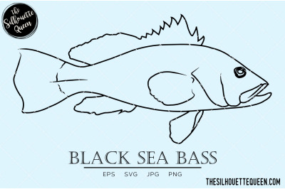 Black Sea Bass Hand sketched&2C; hand drawn vector clipart