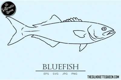 Bluefish Hand sketched, hand drawn vector clipart