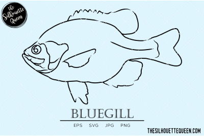 Bluegill Hand sketched, hand drawn vector clipart