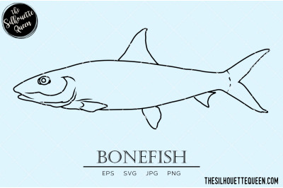 Bonefish Hand sketched, hand drawn vector clipart