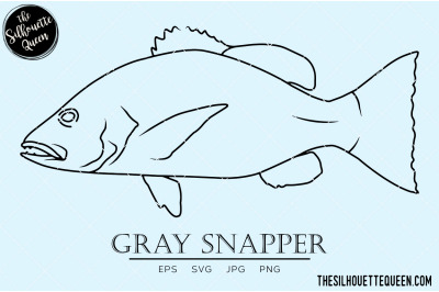 Gray Snapper Hand sketched, hand drawn vector clipart